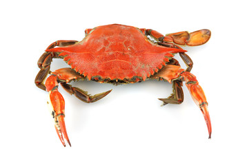 single steamed crab isolated on white background