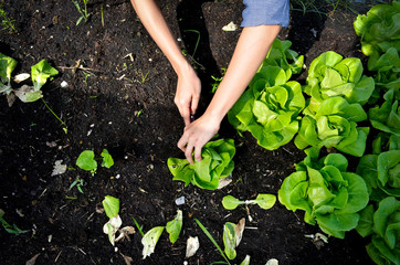 hands picking green lettuce, salad in vegetable plot, organic concept - 186274445