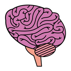 brain human isolated icon vector illustration design