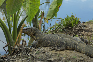 Vanarus Varius