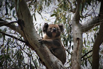 Koala in freier Wildbahn