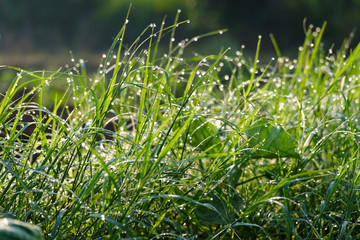 Nature background of dew drops on grass in morning light