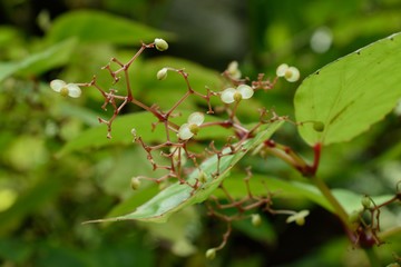 根茎性ベゴニア コートエンシス 小花