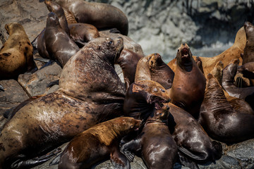 Steller sea lions or northern sea lions