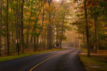 Autumn forest road scenery with colorful foggy trees 