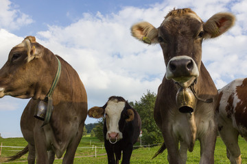 bavarian style cows on green field and blue sky