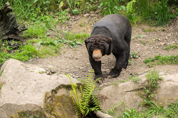ours malais Helarctos malayanus