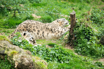 Panthère des neiges panthera uncia