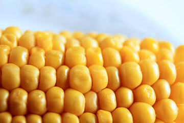 close-up of a delicious sweet corn