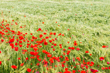 Fototapeta premium fleurs de coquelicot dans un champ de blé