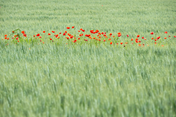 fleurs de coquelicot dans un champ de blé