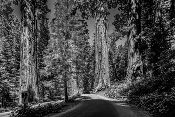 famous big sequoia trees