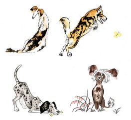 Рисунки собак акварелью "Русская борзая, Тасманская собака, Немецкий дог, Китайская хохлатая"