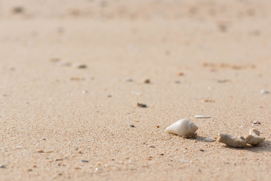 A white seashell on the beach