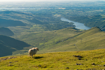 A sheep enjoying the view from Garnedd Ugain, Snowdonia, Gwynedd, Wales, UK - looking north towards...