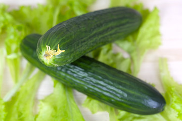 The image of cucumber