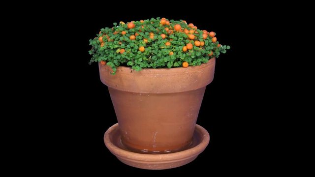 Time-lapse of growing nertera granadensis plant (coral bead plant, pin-cushion plant, coral moss or English baby tears) 1a1 in PNG+ format with ALPHA transparency channel isolated on black background