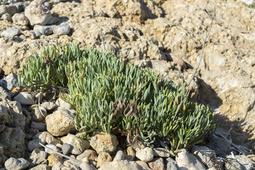 Fototapeta na wymiar Rock samphire, Crithmum maritimum, on a rocky beach in Santa Pola, Alicante, Spain. It is a coastal plant in the family Apiaceae