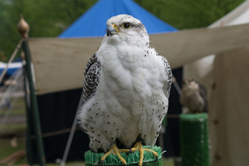white buzzard on pale