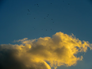 The sunset light in the cloud against the background of the cobalt blue sky.