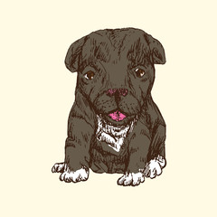 Puppy sitting, gray with white patches, hand drawn doodle sketch, isolated vector outline color illustration