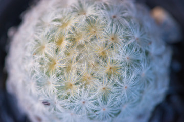 Cactus macro