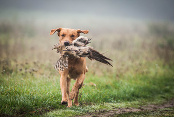 Hunting Labrador Retriever