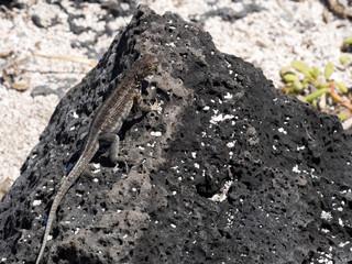 Galapagos lava lizard, Microlophus albemarlensis, is endemic to the Galapagos island. Santa Cruz, Galapagos, Ecuador