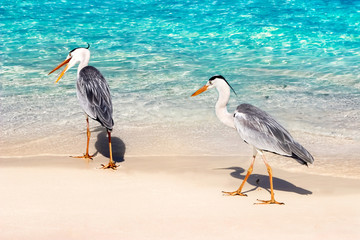 Beautiful two wild white heron on a beautiful fantastic beach in the Maldive Islands against the blue clear water.