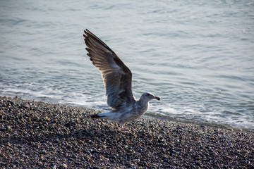 Gulls over beach and sea