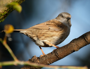 The dunnock is a small passerine, or perching bird, found throughout temperate Europe and into Asia.