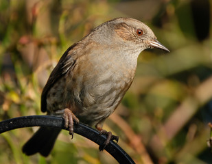 The dunnock is a small passerine, or perching bird, found throughout temperate Europe and into Asia.
