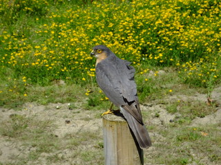 Male sparrowhawk perched on post