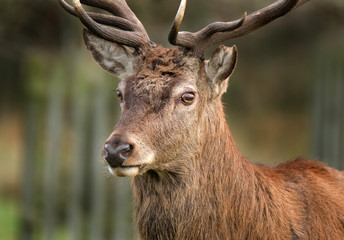 Naklejka na ściany i meble Red Deer stag in close up.