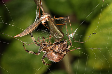 Garden or Diadem spider subduing prey, a Crane Fly in it's orb web.