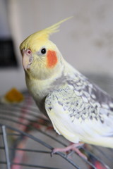 Portrait of Cockatiel (Nymphicus hollandicus)