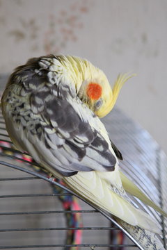 Cockatiel - Nymphicus hollandicus cleans feathers