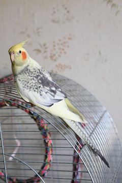 Portrait of Cockatiel (Nymphicus hollandicus)