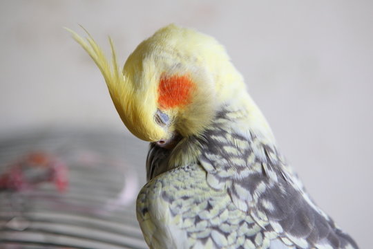 Cockatiel - Nymphicus hollandicus cleans feathers