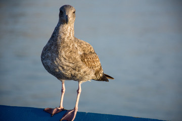 Gulls over beach and sea