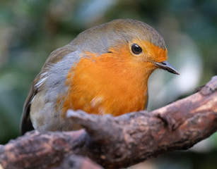 The European robin, known simply as the robin or robin redbreast in the British Isles, is a small insectivorous passerine bird, specifically a chat.