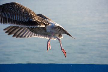 Gulls over beach and sea