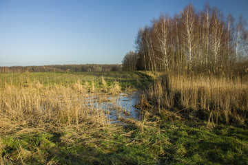 Fototapeta na wymiar Wild grass and swamp, birch copse and field on a background of blue sky