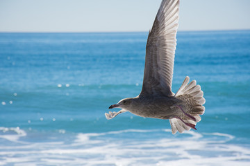 Gulls over sea and water
