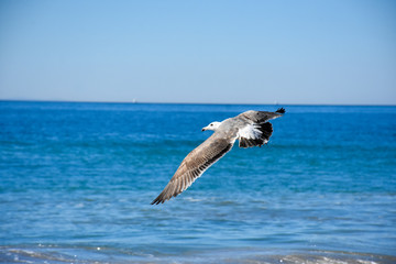 Gulls over sea and water