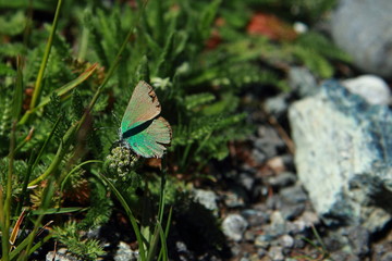 Butterfly on the flowers