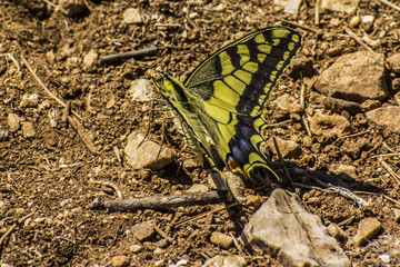 Yellow butterfly on the ground