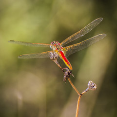 Dragonfly on the flower