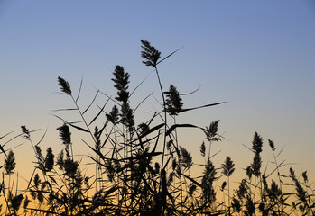 The silhouette of the reeds in the sunset