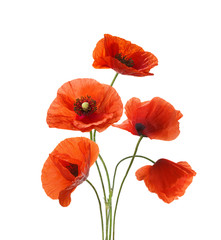 Five red poppies isolated on white background.